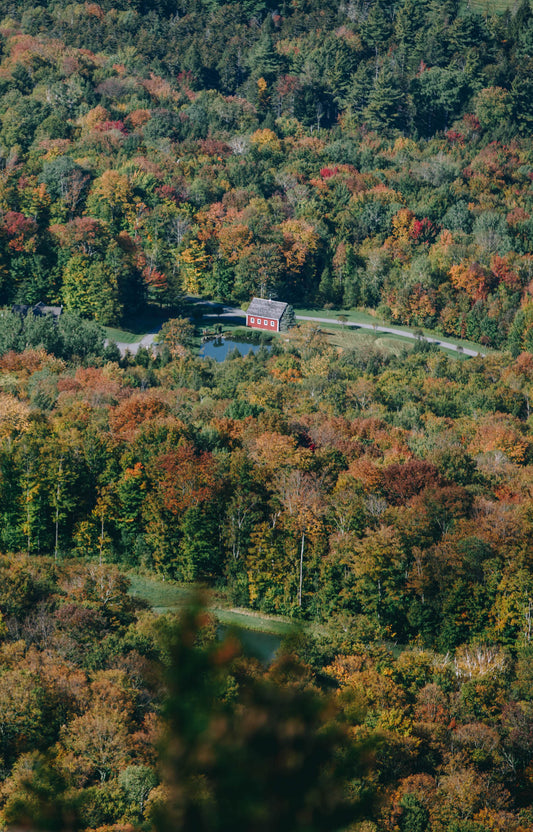 Autumn Color I