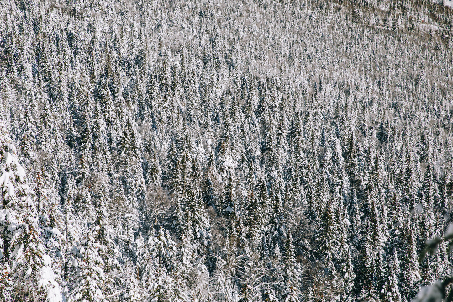 Forrest through the Trees