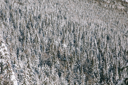 Forrest through the Trees