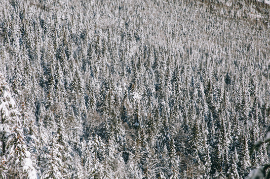 Forrest through the Trees