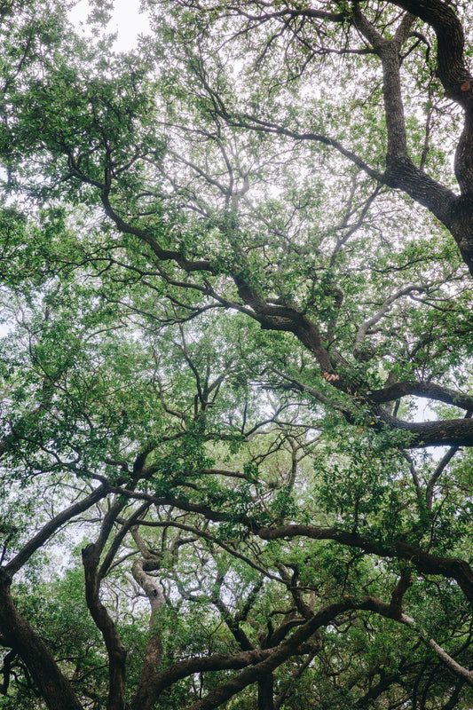 Old Oak