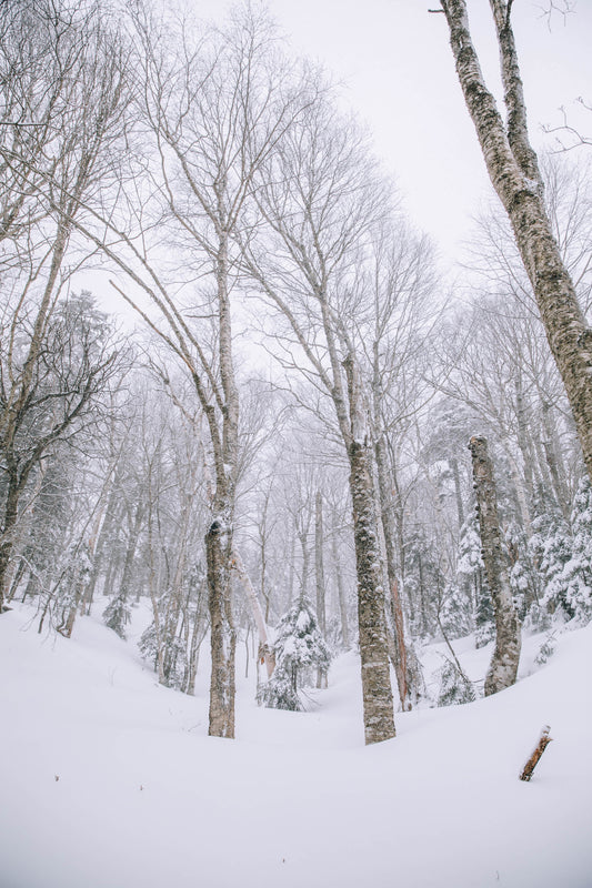 Snowy Gully