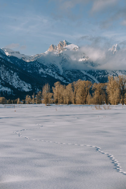 Teton Evening